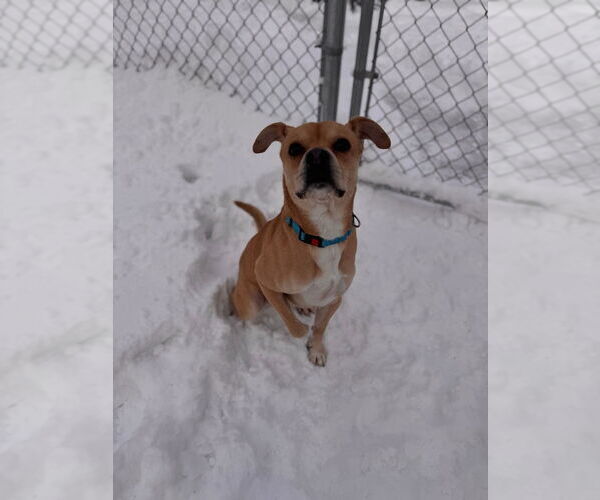 Medium Photo #3 Pug-Unknown Mix Puppy For Sale in Muskegon, MI, USA