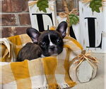 Litter of 4 - Male(s) and Female(s) French BulldogLitter of Puppies for Sale - Photo #4