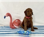 Puppy Champ Poodle (Standard)
