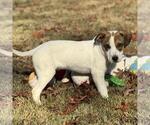 Small #2 Australian Shepherd Mix