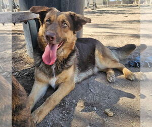 Mutt Dogs for adoption in El Centro, CA, USA
