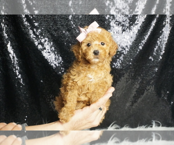 Medium Photo #3 Poodle (Toy) Puppy For Sale in WARSAW, IN, USA
