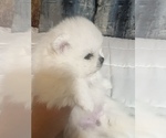 Small Photo #12 Pomeranian Puppy For Sale in GRAND JUNCTION, CO, USA