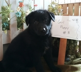 German Shepherd Dog Puppy for sale in LAKEVILLE, OH, USA