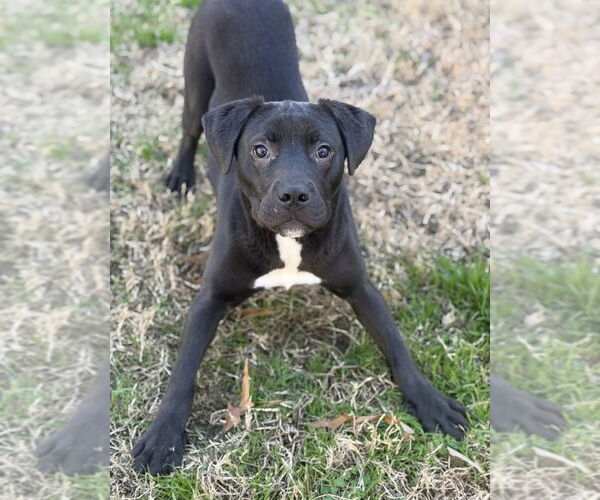 Medium Photo #5 Labrador Retriever-Unknown Mix Puppy For Sale in Boston, MA, USA
