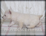 Small #13 West Highland White Terrier
