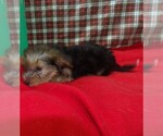 Small #1 Yorkshire Terrier
