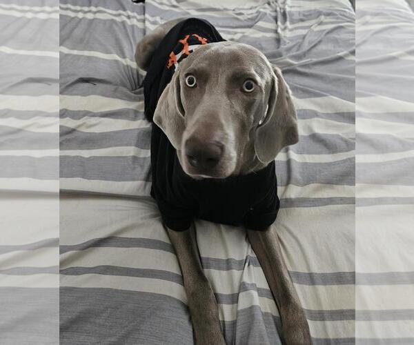Medium Photo #1 Unknown-Weimaraner Mix Puppy For Sale in Rockwall, TX, USA