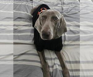 Unknown-Weimaraner Mix Dogs for adoption in Rockwall, TX, USA