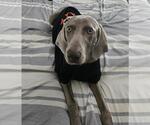 Small Weimaraner Mix