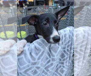 Molly - Female Mutt Dog for Adoption - Photo #2