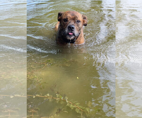 Medium Photo #4 Mutt Puppy For Sale in Techny, IL, USA