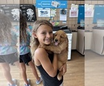 Small Photo #17 Golden Retriever Puppy For Sale in HAMPSTEAD, NC, USA