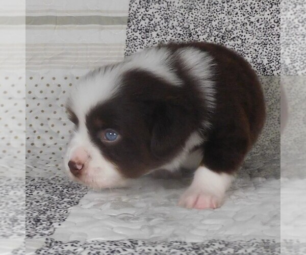 Medium Photo #5 Miniature Australian Shepherd Puppy For Sale in HARRISON, OH, USA