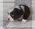 Small #4 Miniature Australian Shepherd