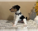 Small #14 Wire Fox Terrier