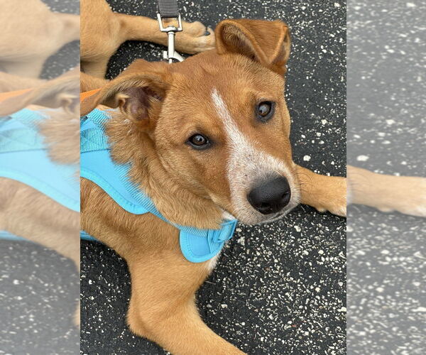 Medium Photo #12 Mutt Puppy For Sale in Mundelein, IL, USA