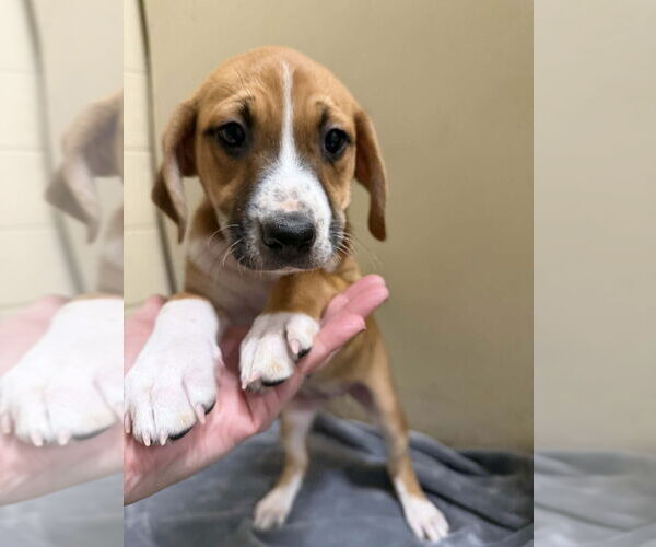 Medium Photo #3 Mutt Puppy For Sale in Wenonah, NJ, USA