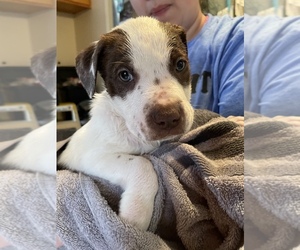 American Pit Bull Terrier-Australian Shepherd Mix Dog for Adoption in OWENSBORO, Kentucky USA