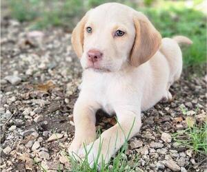 Labrador Retriever Puppy for sale in APPOMATTOX, VA, USA