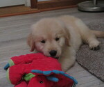 Small #6 Golden Retriever