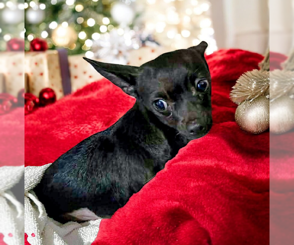 Medium Photo #1 Chihuahua Puppy For Sale in Vail, AZ, USA