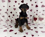 Small #1 Doberman Pinscher