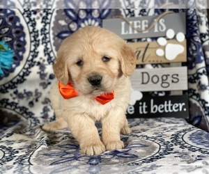 Golden Retriever Puppy for sale in LANCASTER, PA, USA