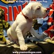 Small Photo #113 Dogo Argentino Puppy For Sale in PINEVILLE, MO, USA