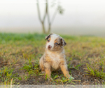 Puppy 2 Miniature Australian Shepherd