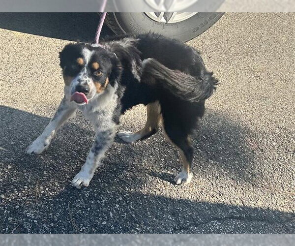 Medium Photo #1 Australian Shepherd-Unknown Mix Puppy For Sale in Houston, TX, USA
