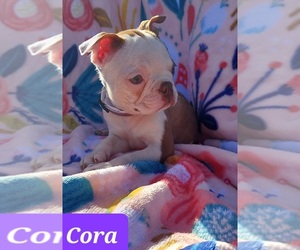 Boston Terrier Puppy for sale in POMEROY, OH, USA