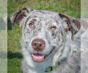 Australian Shepherd-Catahoula Leopard Dog Mix Dogs for adoption in Huntley, IL, USA