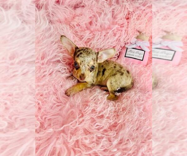 Medium Photo #35 Chihuahua Puppy For Sale in FORT LAUDERDALE, FL, USA