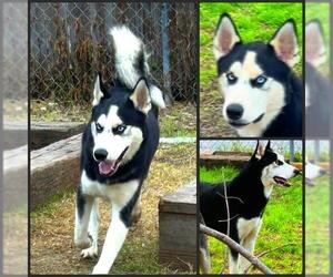 Siberian Husky Dogs for adoption in San Antonio, TX, USA
