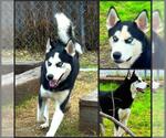 Small Siberian Husky