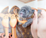 Small Photo #3 French Bulldog Puppy For Sale in MARYSVILLE, WA, USA