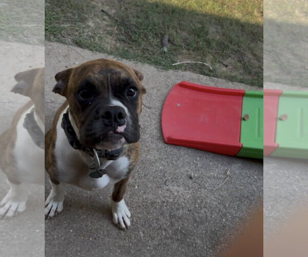 Medium Photo #3 Boxer Puppy For Sale in  Katy, TX, USA