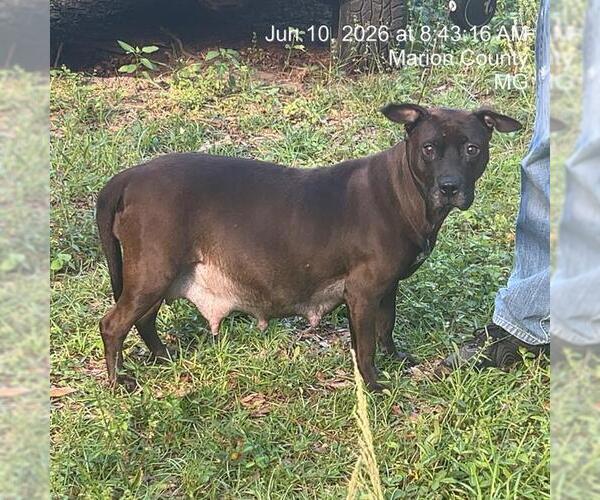 Medium Photo #1 American Pit Bull Terrier-Unknown Mix Puppy For Sale in Ocala, FL, USA