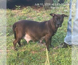 American Pit Bull Terrier-Unknown Mix Dogs for adoption in Ocala, FL, USA