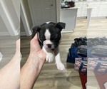 Small Photo #5 Boston Terrier Puppy For Sale in SELMA, NC, USA