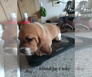 Basset Hound Puppy for sale in MILO, ME, USA
