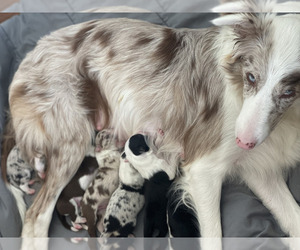 Border Collie Puppy for sale in FLORENCE, SC, USA