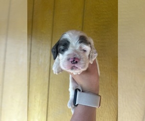 Cocker Spaniel Puppy for sale in POUNDING MILL, VA, USA