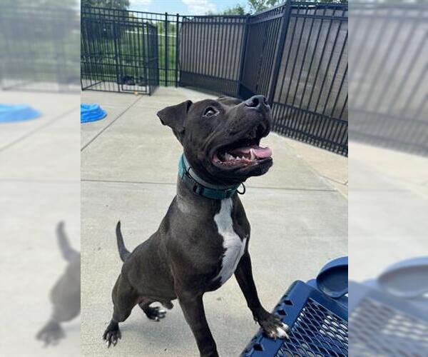 Medium Photo #2 American Pit Bull Terrier Puppy For Sale in Canfield, OH, USA