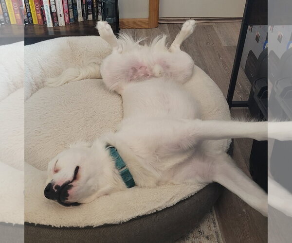 Medium Photo #8 Great Pyrenees-Unknown Mix Puppy For Sale in Fargo, ND, USA