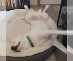 Small #7 Great Pyrenees Mix