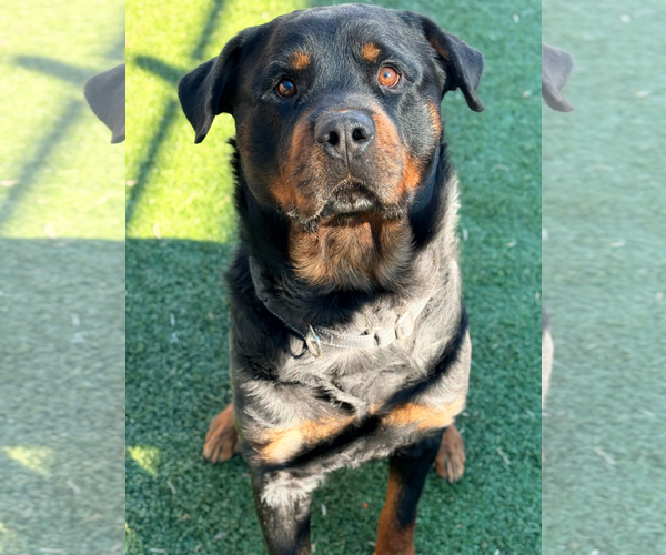 Medium Photo #5 Rottweiler Puppy For Sale in Hillsboro, NH, USA