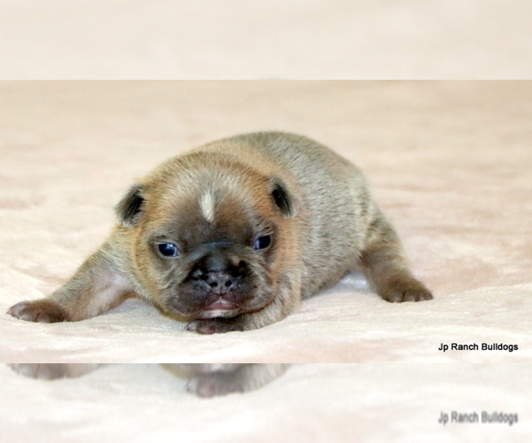 Medium Photo #4 French Bulldog Puppy For Sale in WINNSBORO, TX, USA