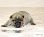 Small Photo #15 French Bulldog Puppy For Sale in WINNSBORO, TX, USA